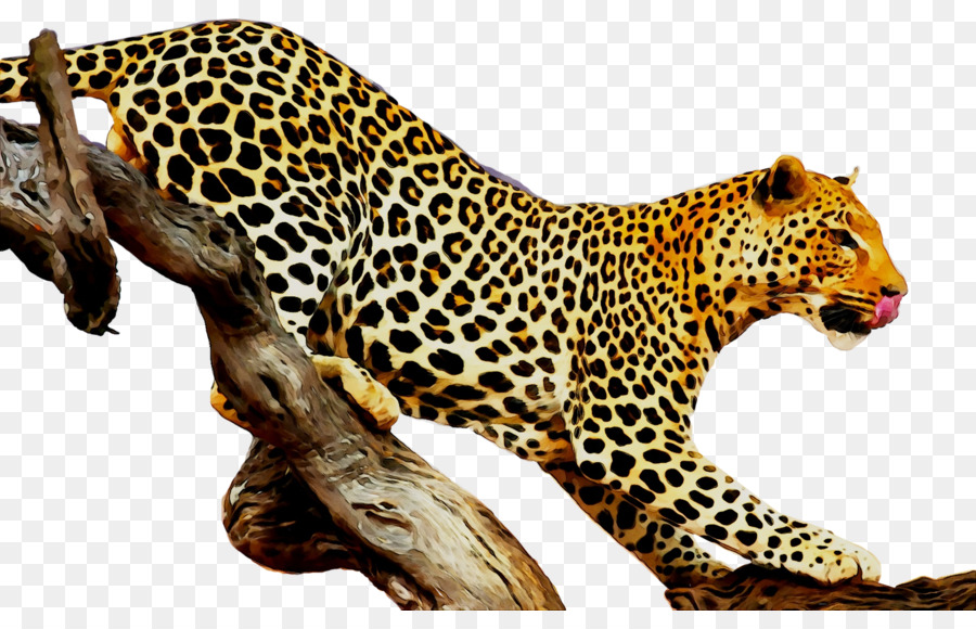 Leopardo，Tigre PNG