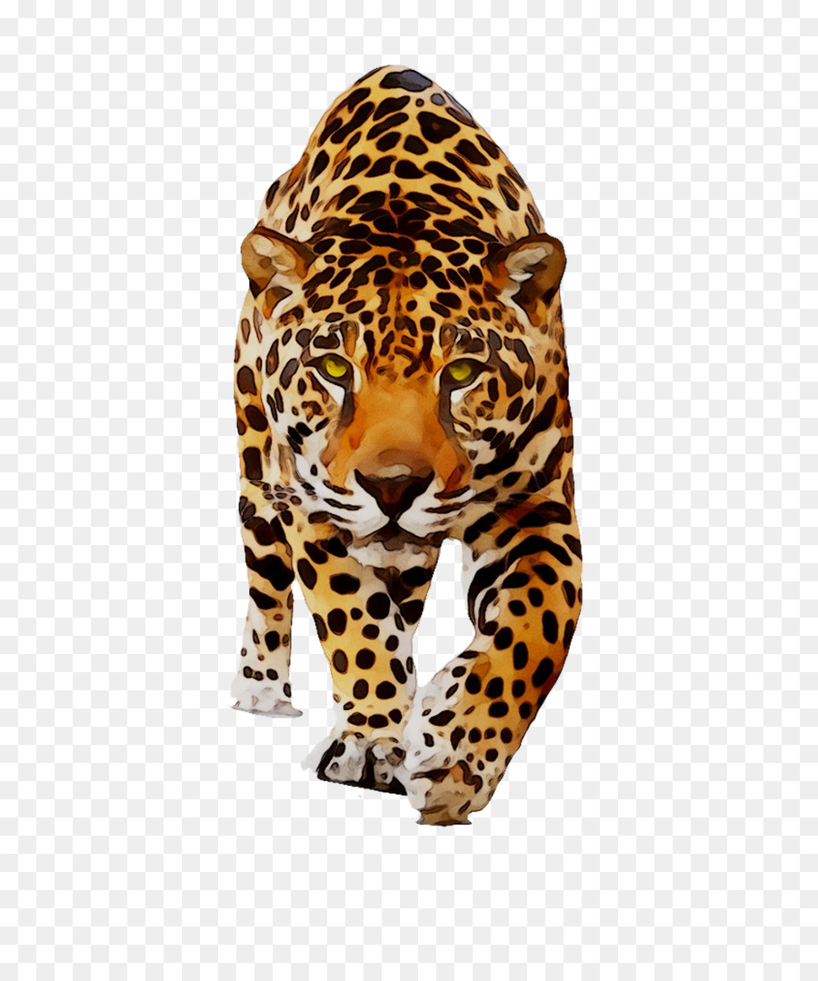 Jaguar，Leopardo PNG