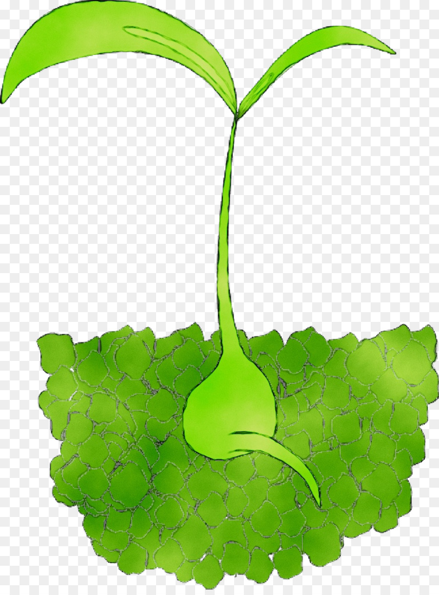 Hoja，Dracaena Fragans PNG