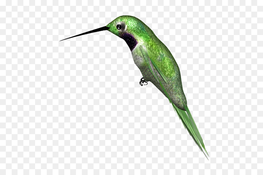 Colibrí，Aves PNG