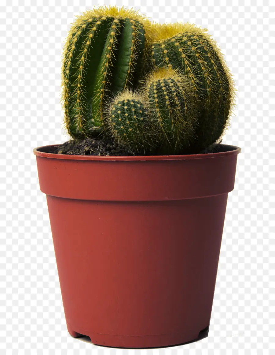 Cactus，Feliz Cactus De Elegir El Amor Que Vamos A Prosperar PNG