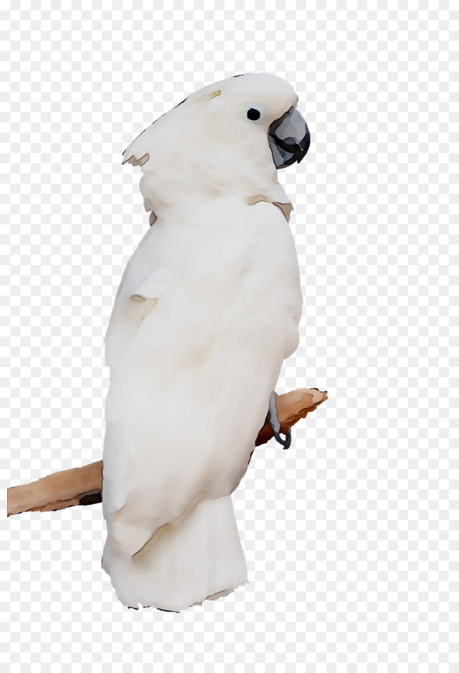 Cacatúa Blanca，Cockatoo PNG