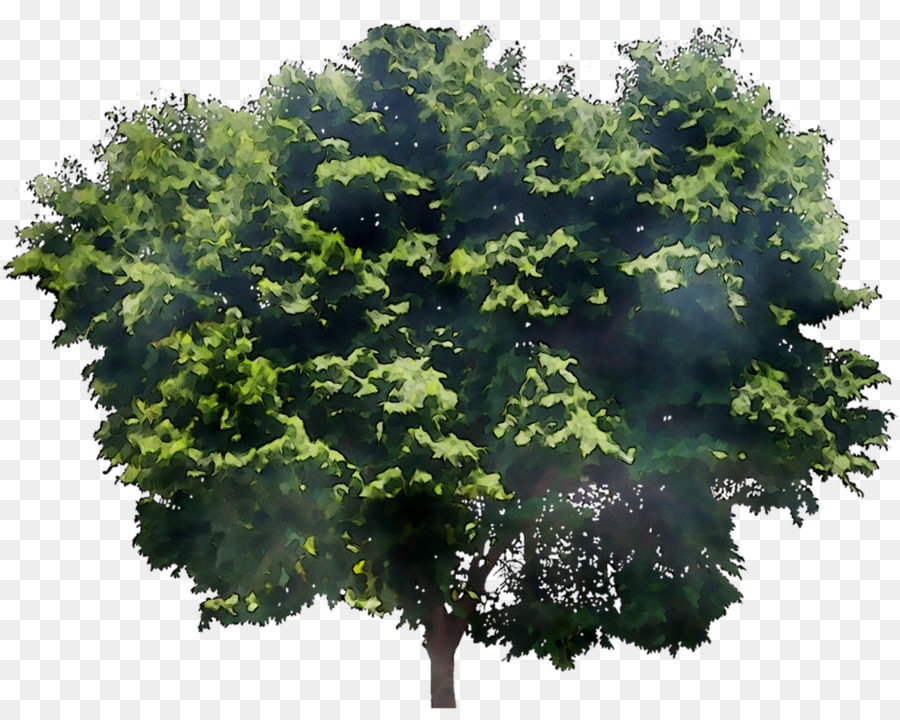 Árbol，Maduro Fresnos X 2 PNG