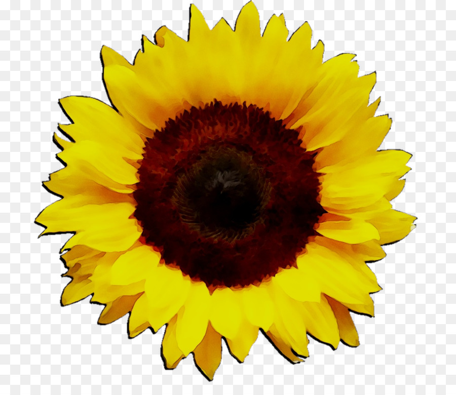 Girasoles，Flores PNG