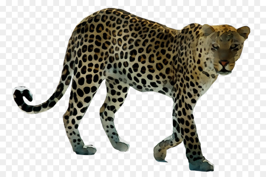 Leopardo，Tigre PNG