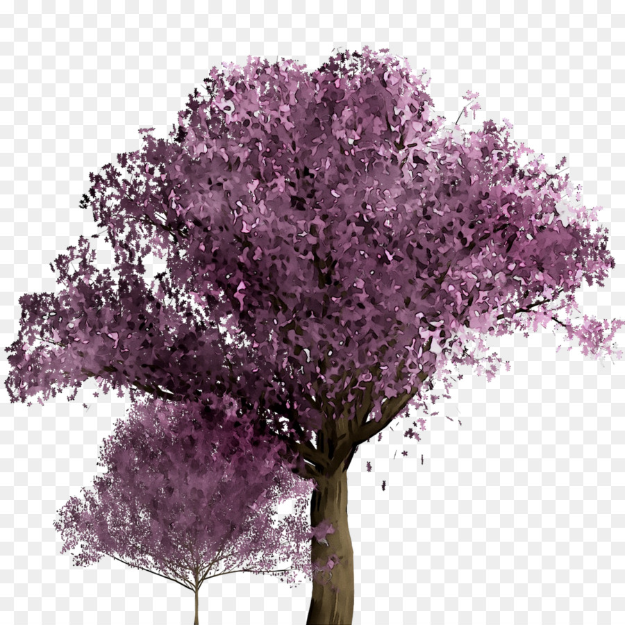 árbol Morado，Naturaleza PNG