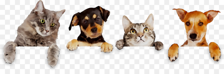 Gato，Perro PNG