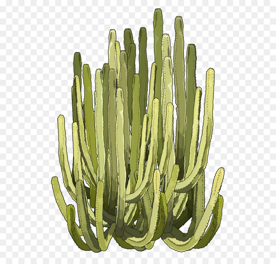 Cactus，Euphorbia Canariensis PNG