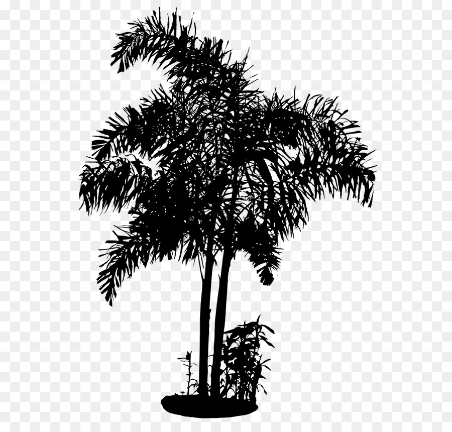 Palmera，Tropical PNG