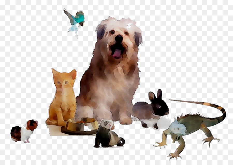 Gato，Perro PNG