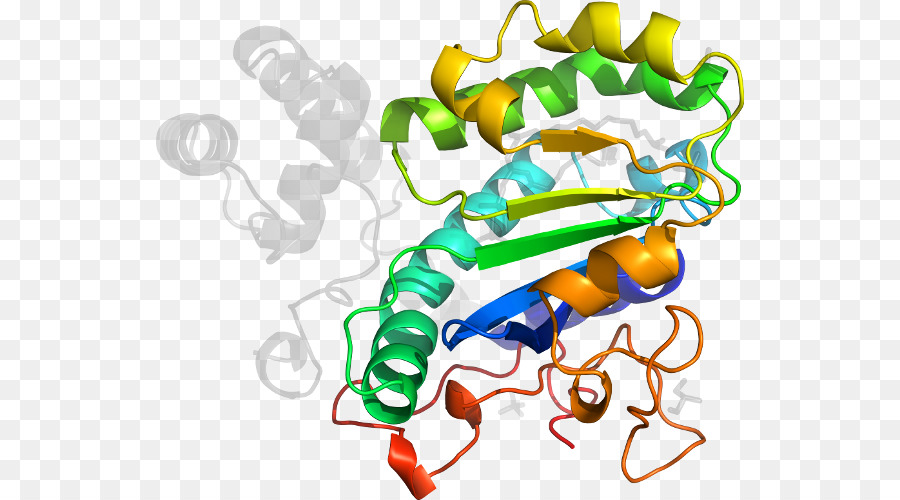 Proteína，Molécula PNG