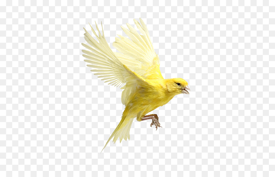 Pájaro Amarillo，Vuelo PNG