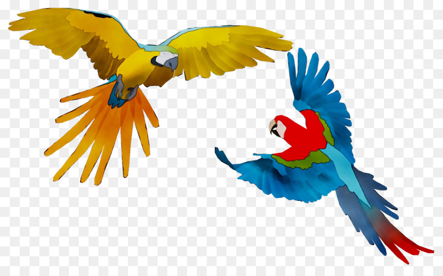 Guacamayo，Pluma PNG