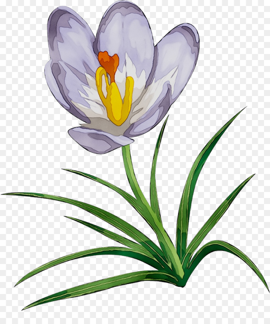 Crocus，Planta Herbácea PNG