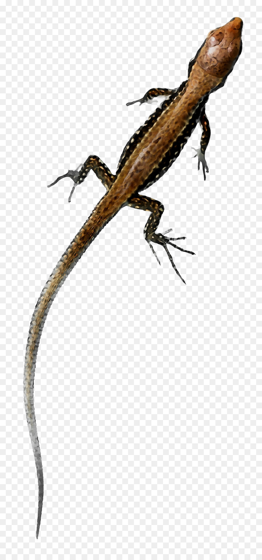 Agamas，Anolis PNG