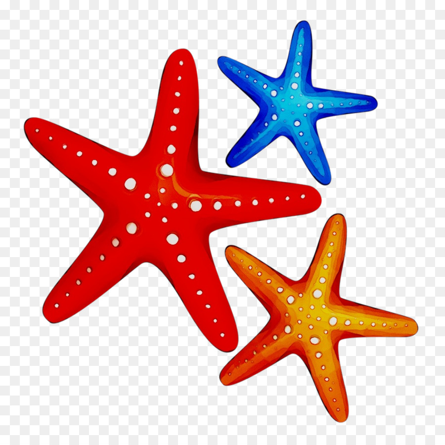 Estrella De Mar，Los Equinodermos PNG