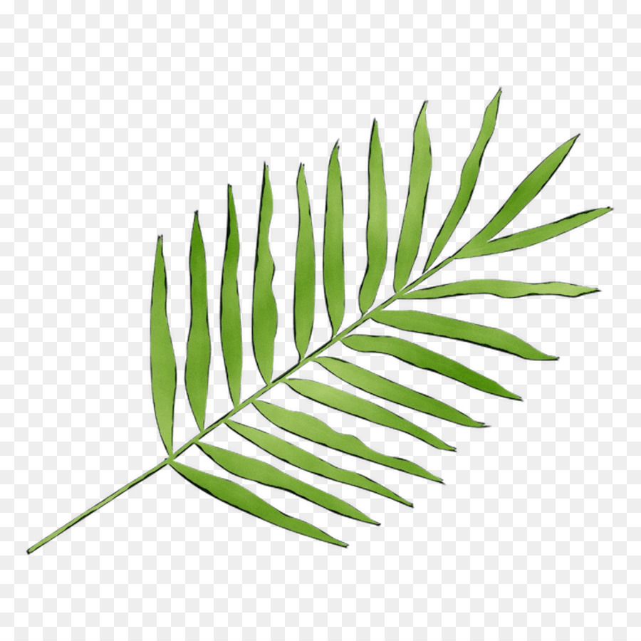 Planta Verde，Hojas PNG