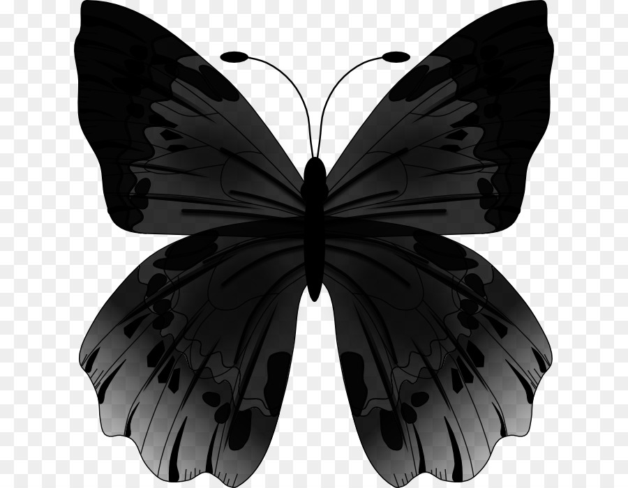 Mariposa，Fondo De Escritorio PNG