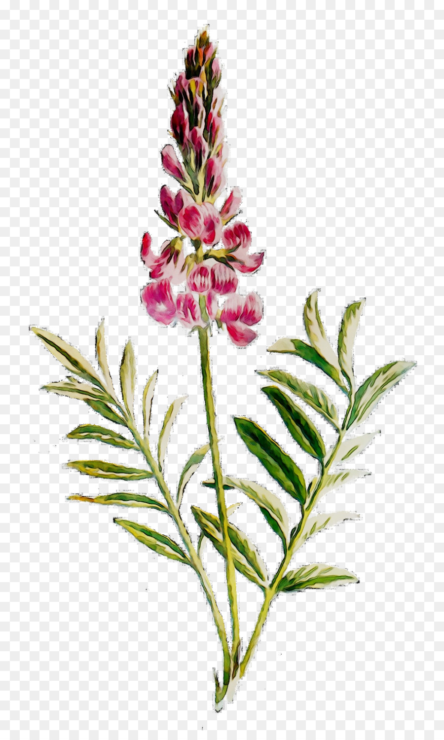 Las Flores Cortadas，Tallo De La Planta PNG