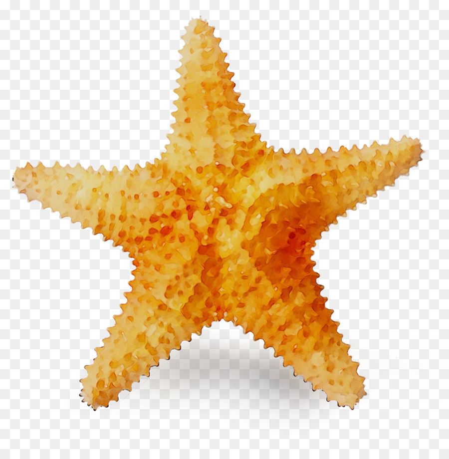 Estrella De Mar Naranja，Marina PNG