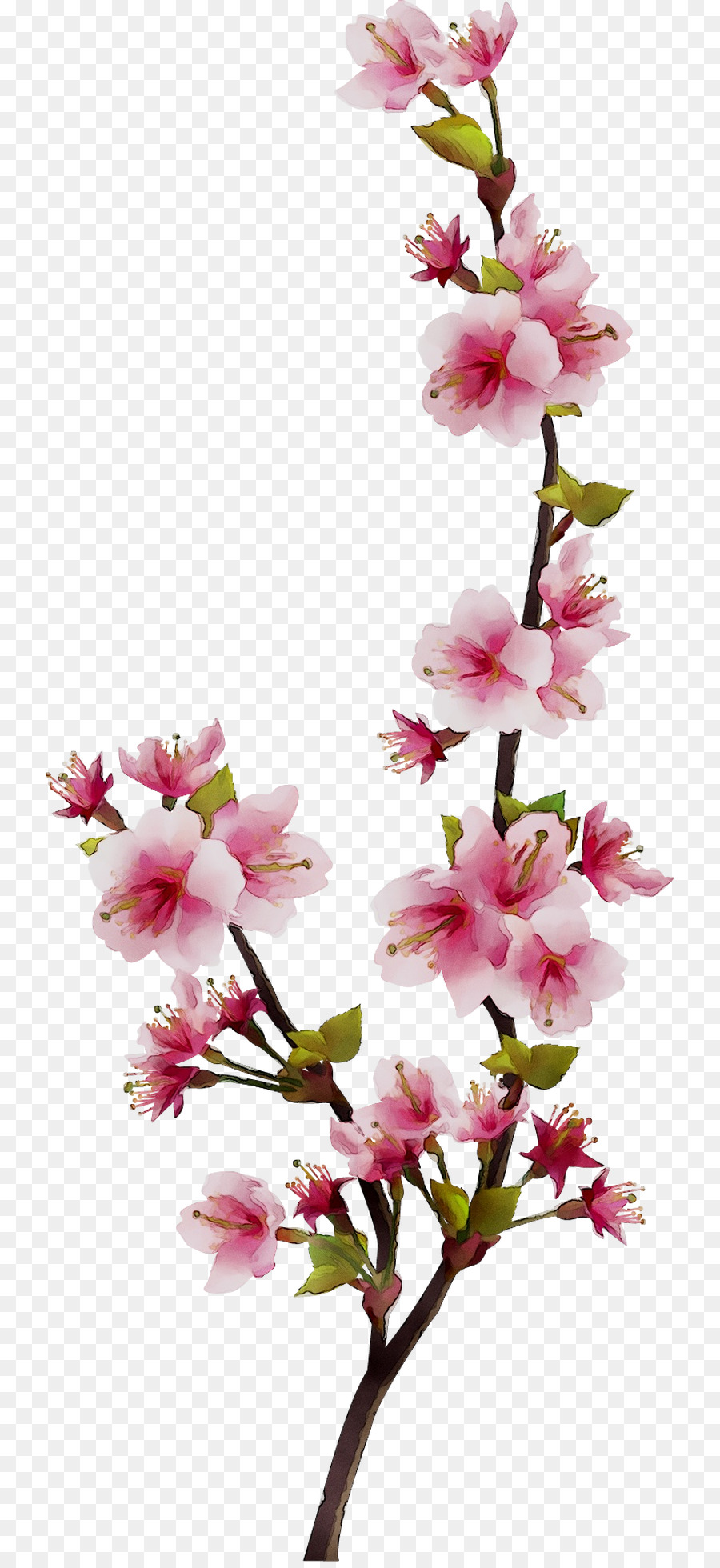 Diseño Floral，Flor PNG