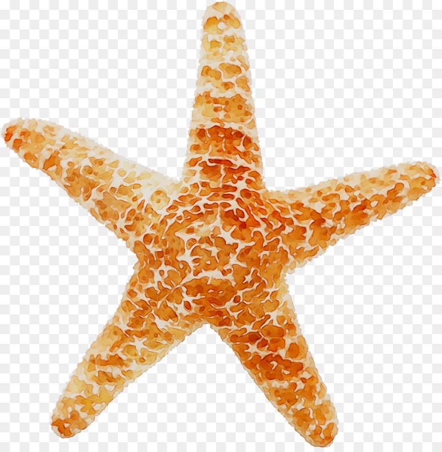 Estrella De Mar，Mar PNG