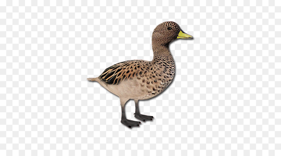 Pato，Pájaro PNG