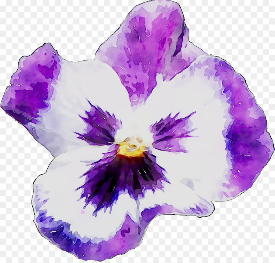 Flor，Púrpura PNG