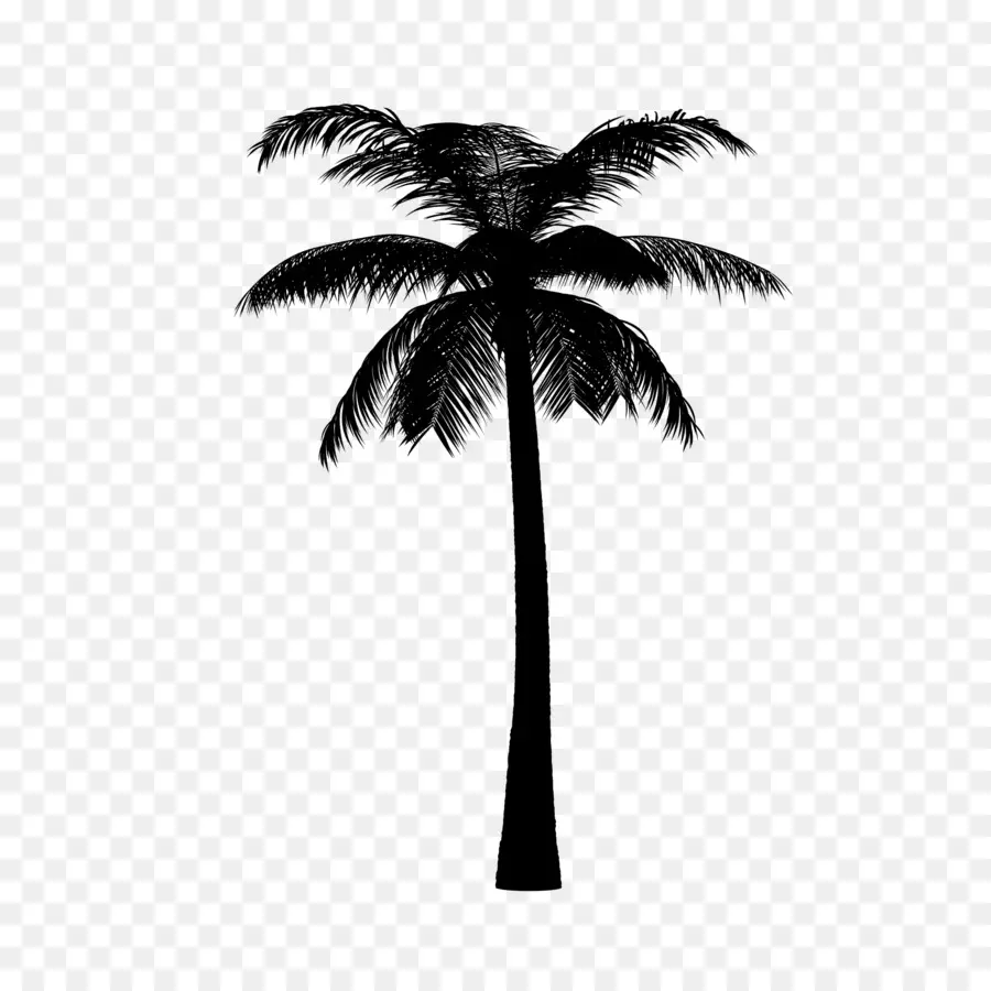 Palmera，Hojas PNG