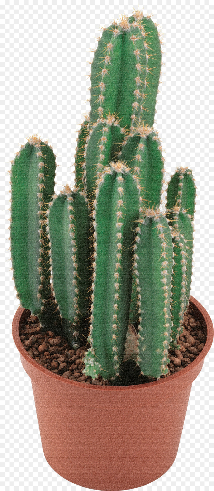 Cactus，El Cactus Barril De Oro PNG