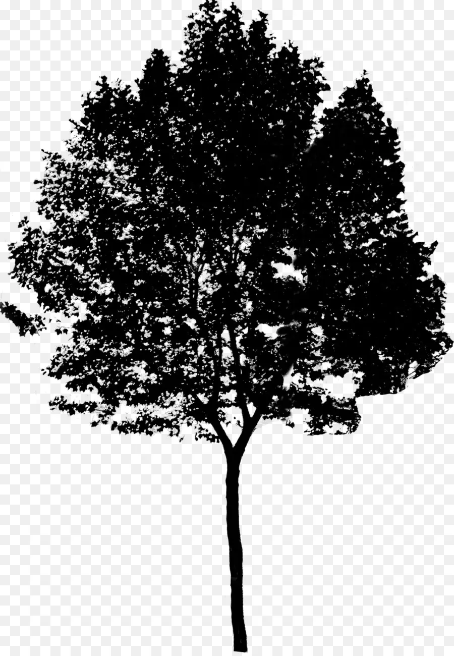 La Representación Arquitectónica，Árbol PNG