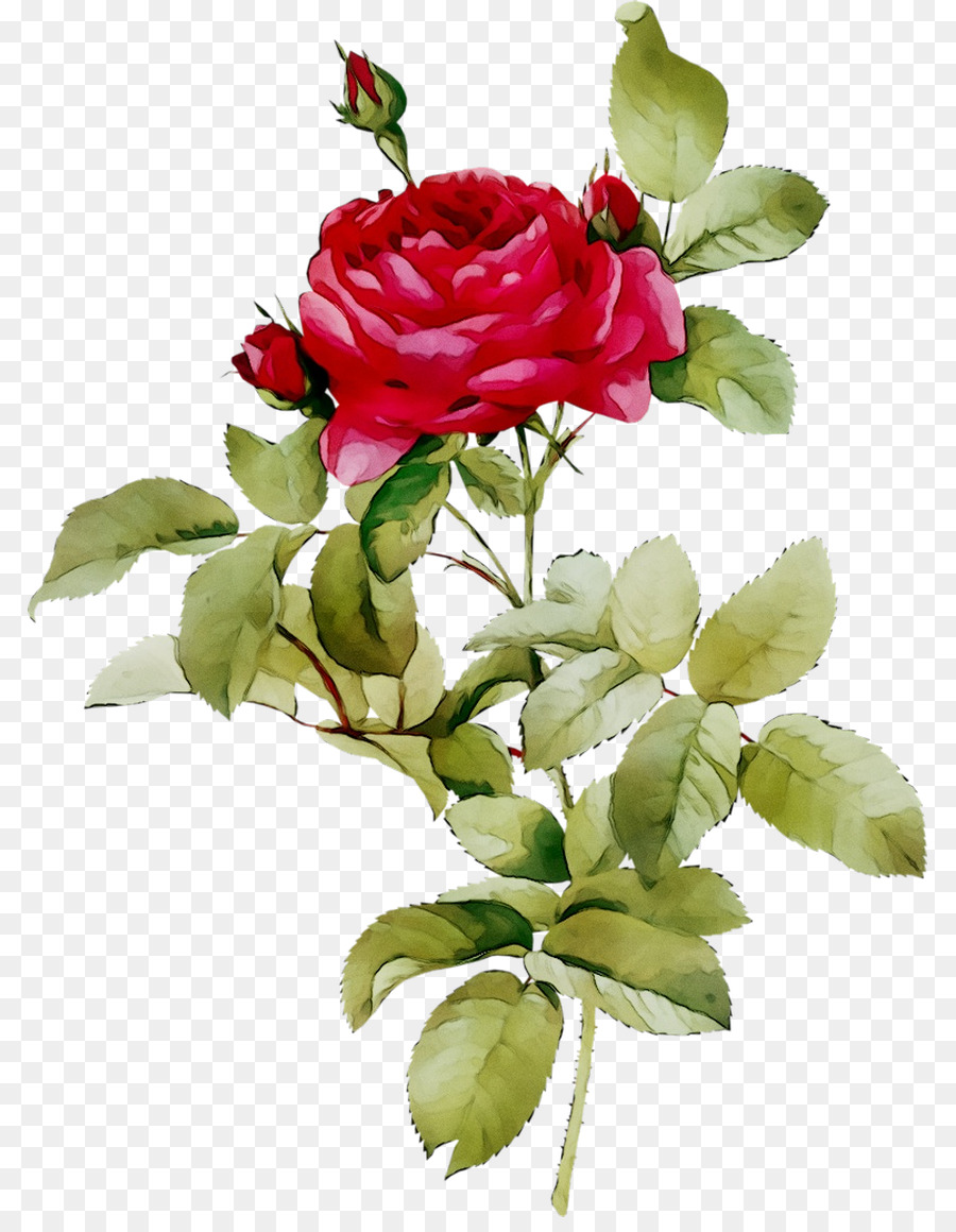 Francés Rose，Rosa De Damasco PNG