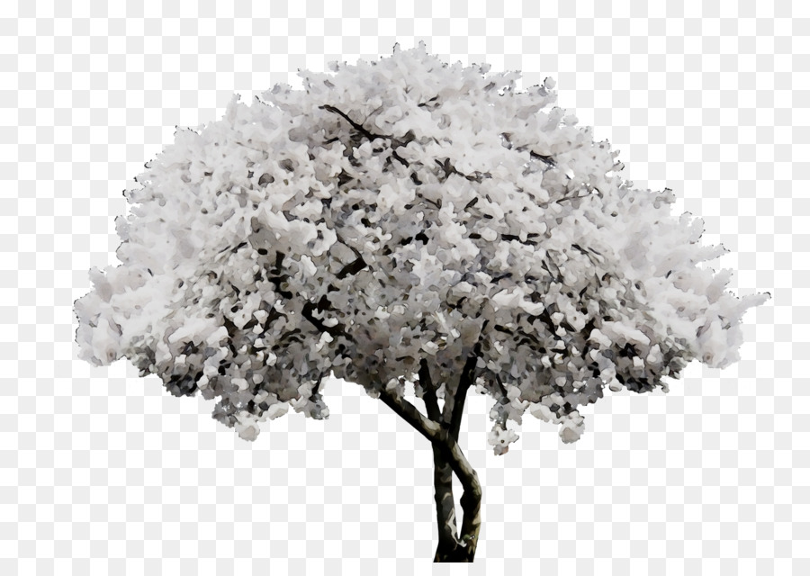 Rama，Árbol PNG