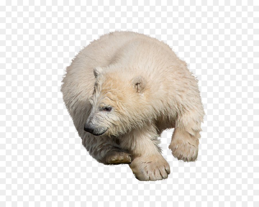 Oso Polar，Oso PNG