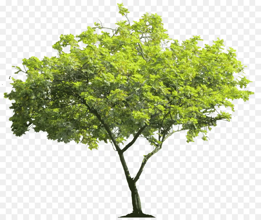 Fondo De Escritorio，Árbol PNG