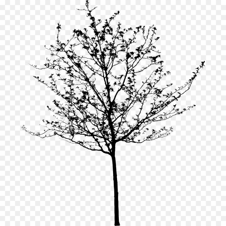 árbol Desnudo，Sucursales PNG