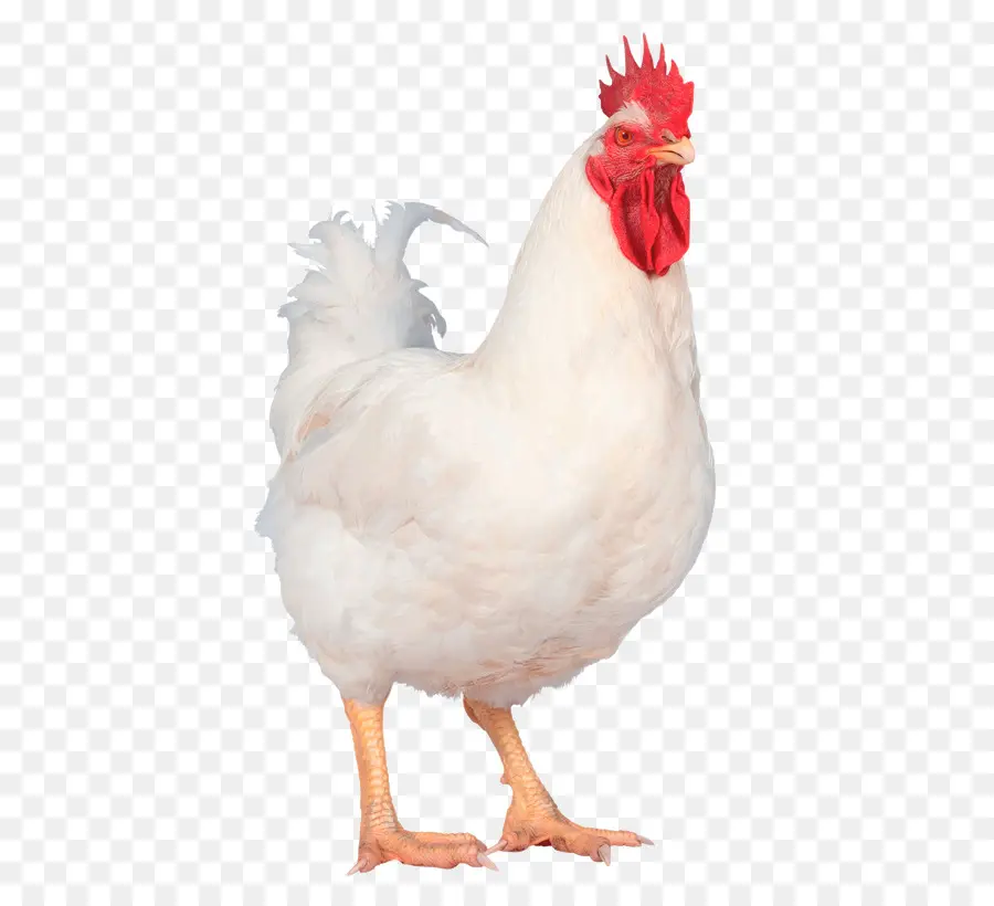 Pollo，Pájaro PNG