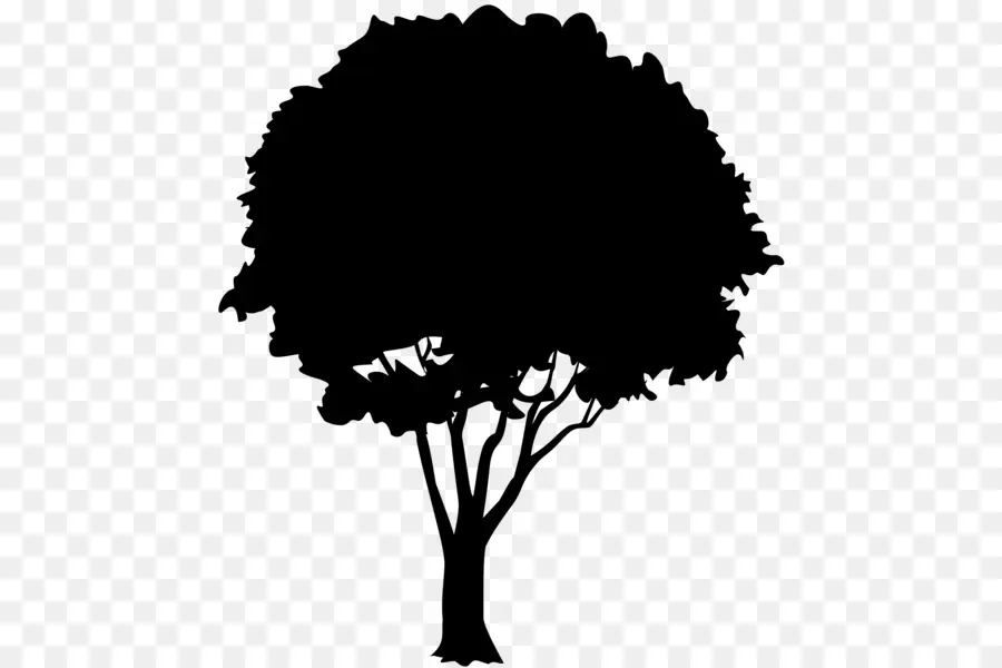 Silueta De Arbol，Sombra PNG