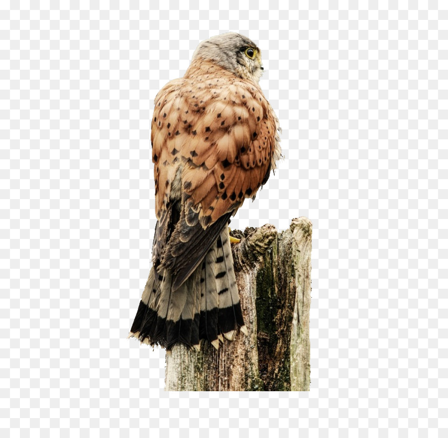 Halcón，Aves PNG