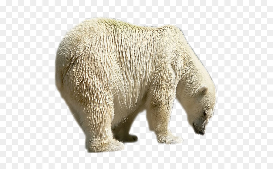 Oso Polar，Oso PNG