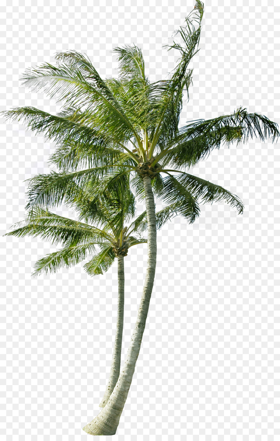 Palmera，Tropical PNG