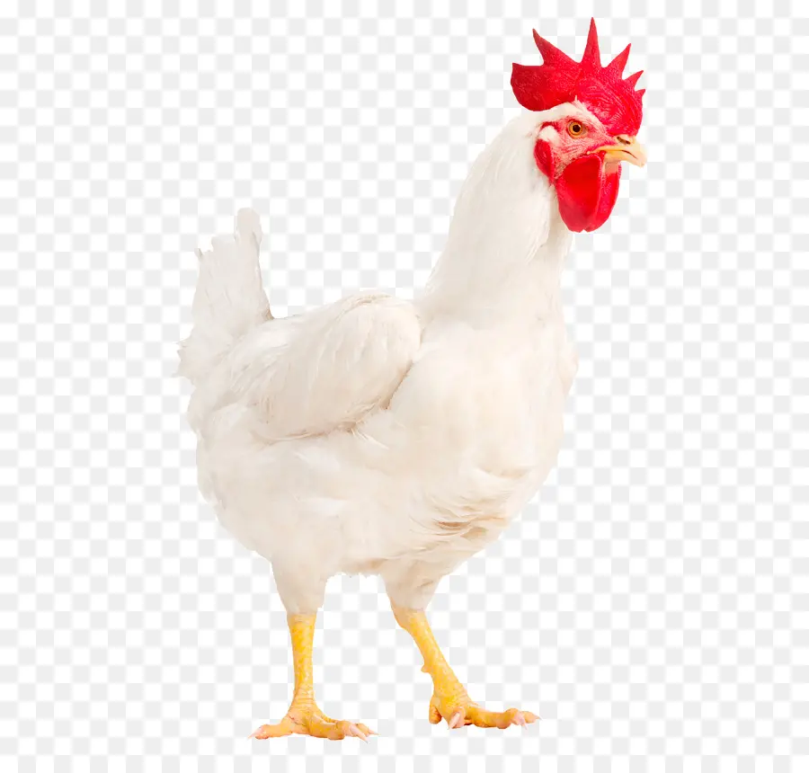 Gallo，Pollo PNG