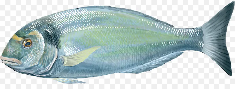 Los Peces óseos，Dorada PNG