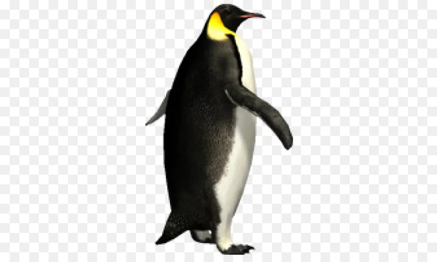 Pingüino，Pájaro PNG