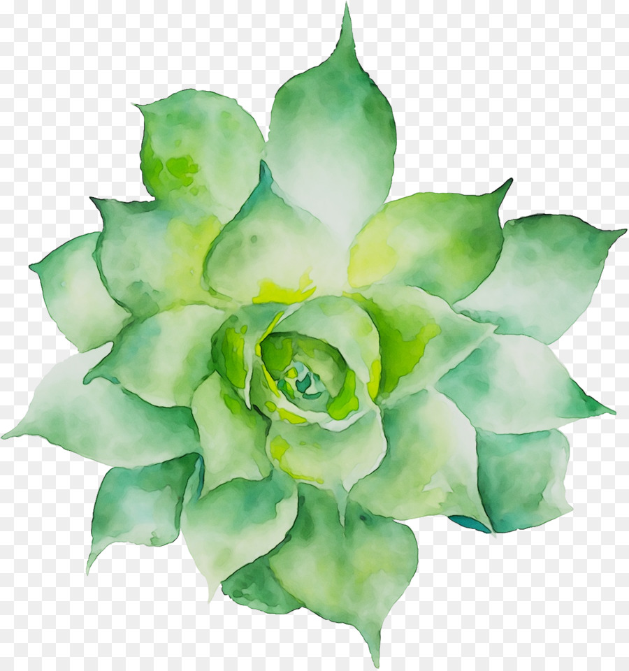 Suculento，Verde PNG