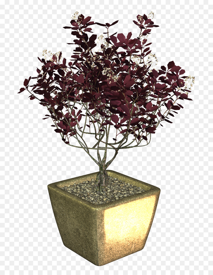 Maceta，Bonsai PNG