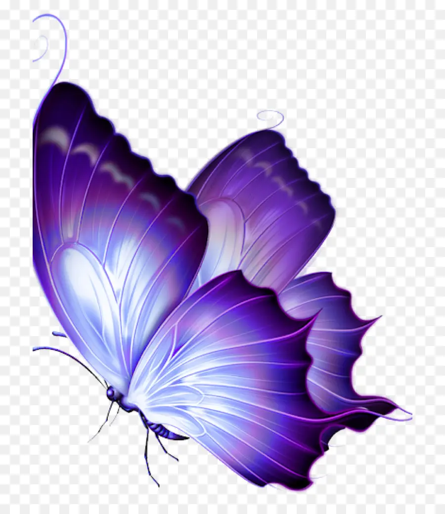 Mariposa，Dibujo PNG