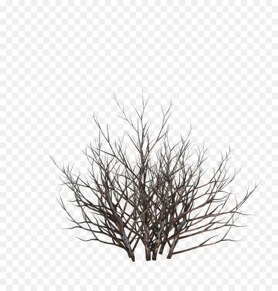 árbol Desnudo，Invierno PNG