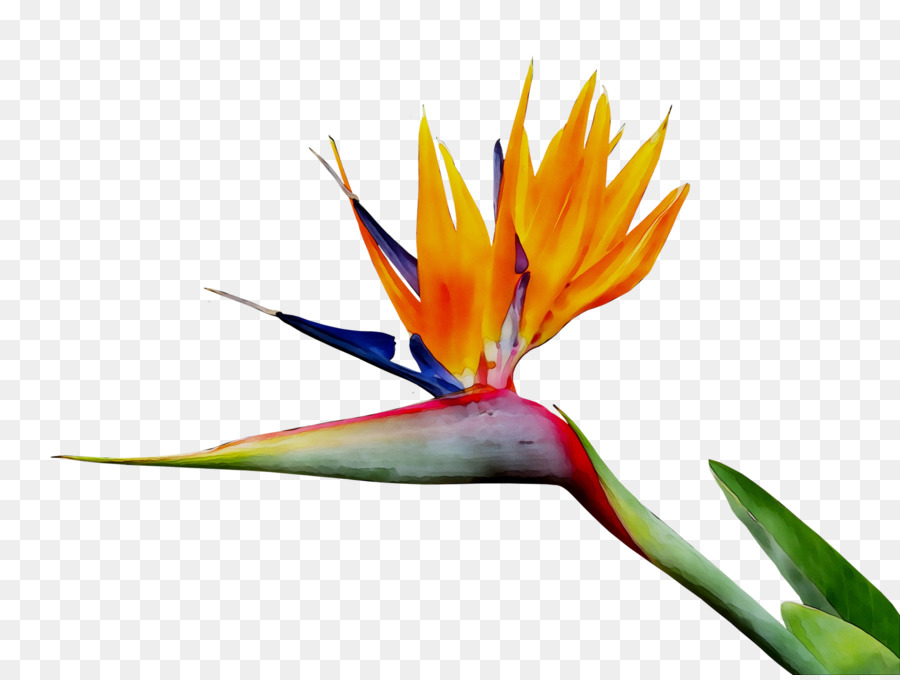 Flor，Florecer PNG