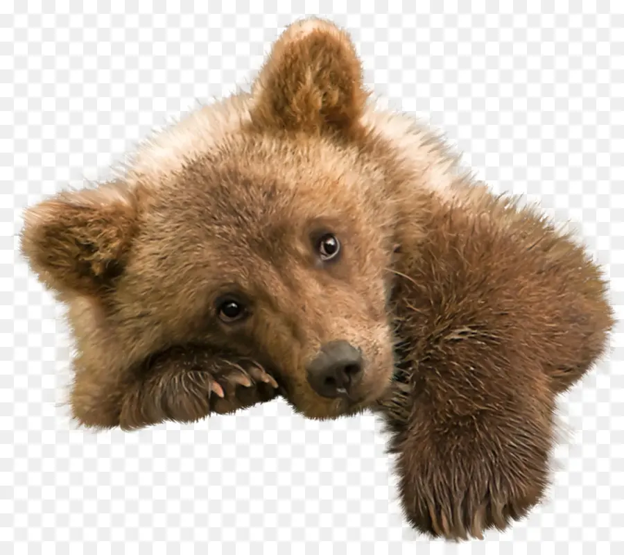 Oso，Grizzly Bear PNG